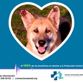 Campaña de prevención y detección de Leishmananiosis en ANAA