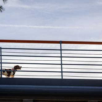 La importancia de la alimentación para la salud de perros …