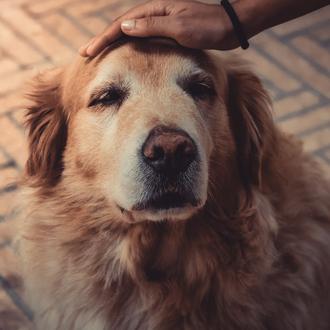 Al hacerse mayores, los perros experimentan el 