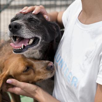 Las caricias reducen el estrés en perros al entrar en …