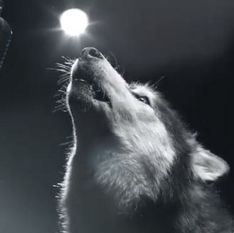 Perros cantantes por una buena causa: estupenda campaña contra el …