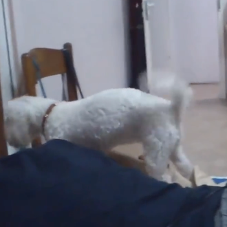 El despertador más efectivo tiene pelos, cuatro patas y lengua …