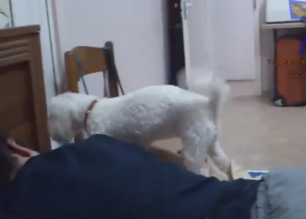 El despertador más efectivo tiene pelos, cuatro patas y lengua: los DOGspertadores