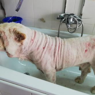 Los avances de Enredos, el Chow Chow abandonado atado y …