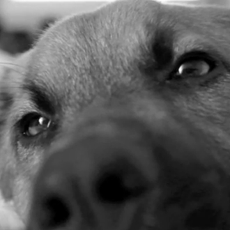 La batalla de un perro contra el sueño... ya imaginas …