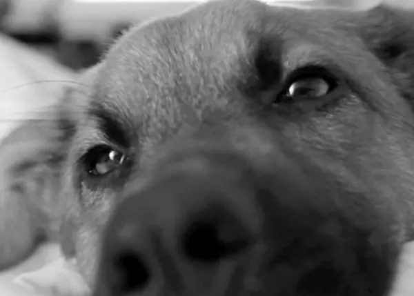 La batalla de un perro contra el sueño... ya imaginas quien gana, ¿no?