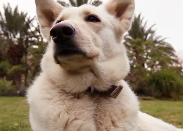 Los perros tienen su propio canal de TV, con programas especiales para ellos: DogTV