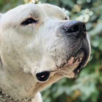 La historia de una adopción emotiva y especial: Tyson, el …