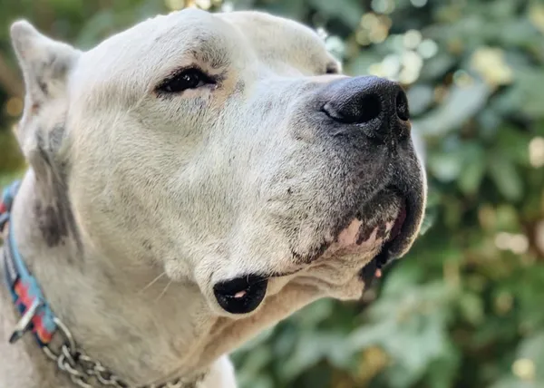 La historia de una adopción emotiva y especial: Tyson, el 