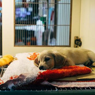 FAADA detecta un aumento de denuncias por la compra de …