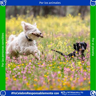 #YoCelebroResponsablemente: por unas fiestas con mucho color, mucha luz y …