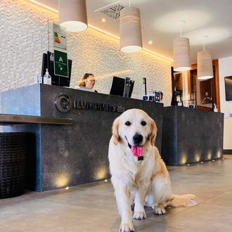 29 nuevos hoteles dog friendly en España: la cadena ILUNION …