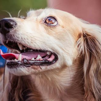 Las personas contagian su estrés laboral a sus perros (y …