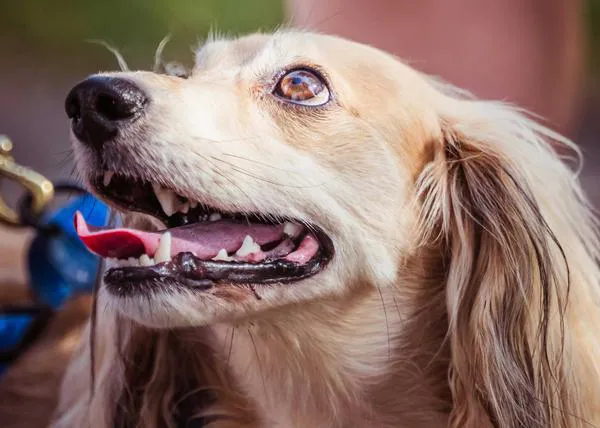 Las personas contagian su estrés laboral a sus perros (y cada vez hay más perros con ansiedad)