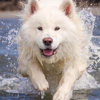 Las primeras aventuras y descubrimientos de una cachorrota de Samoyedo