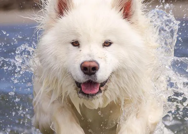 Las primeras aventuras y descubrimientos de una cachorrota de Samoyedo
