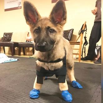 Una jovenzuela Pastor Alemán se recupera del 