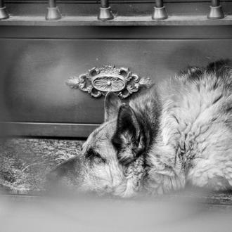 Fisioterapia casera y otras opciones para ayudar a los perros …