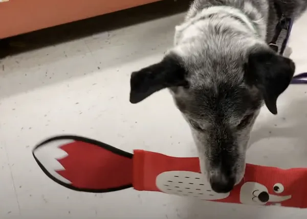 Un perro de 19 años, en una casa de acogida, disfruta como un cachorrote al elegir un juguete nuevo