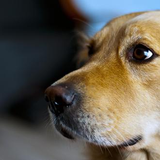 Los perros y el cáncer: un problema creciente y su …