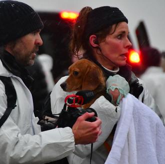Activistas logran sacar a 22 Beagles de Ridglan Farms, criadero …