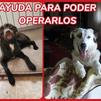Thor y Choco necesitan ser operados ¿puedes echar una pata …