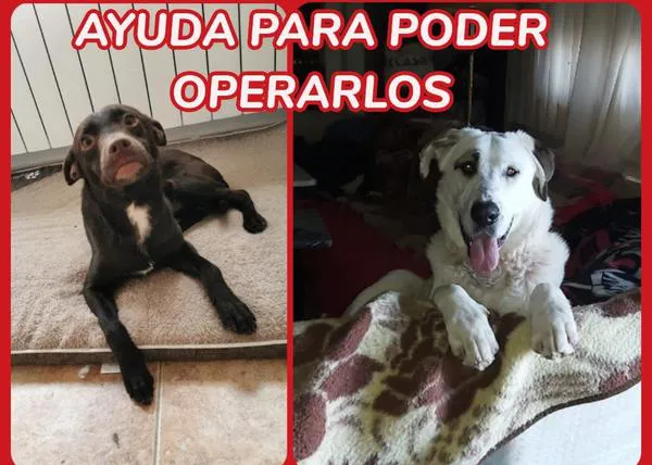 Thor y Choco necesitan ser operados ¿puedes echar una pata a Nueva Vida?
