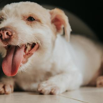 El riesgo de muerte en perros se incrementa casi un …