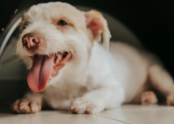 El riesgo de muerte en perros se incrementa casi un 10% cuando se superan los 32°C, más aún si es fin de semana