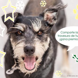 Las mayores travesuras perrunas de 2014: si tu can es …