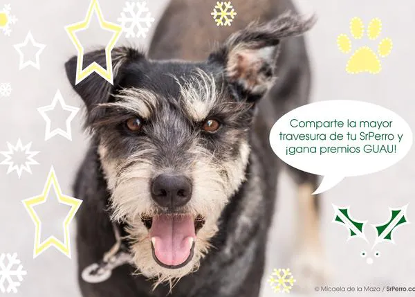 Las mayores travesuras perrunas de 2014: si tu can es un trasto... ¡puedes ganar premios 100% GUAU!