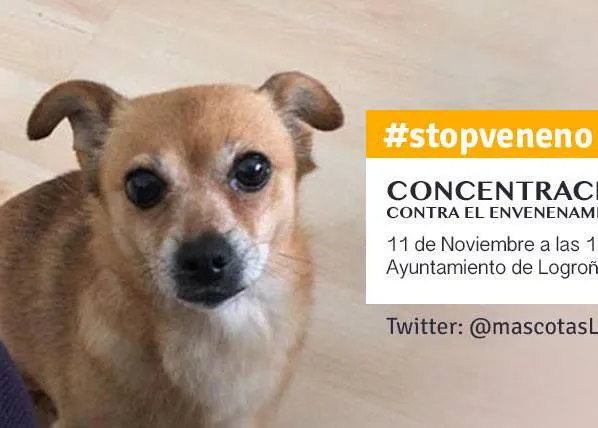 Psicosis entre los dueños de perro en Logroño ante los casos de envenenamientos