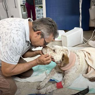 Un Pit Bull adoptado que fue brutalmente atacado por ladrones …