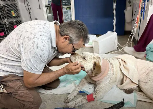 Un Pit Bull adoptado que fue brutalmente atacado por ladrones que entraron en su hogar, un héroe en su comunidad, ¡Viva Pancho!