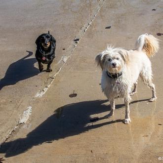 Más del 50% de los animales domésticos no están protegidos …
