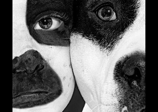 ¿Más cerca que nunca de la derogación de la actual Ley sobre Perros Potencialmente Peligrosos en España?