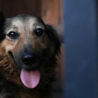 Jessie, la perra que aullaba desconsolada buscando a su humano …