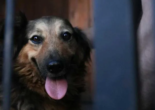 Jessie, la perra que aullaba desconsolada buscando a su humano, muerto en un bombardeo en Kiev, regresa con su familia