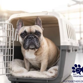 En la UE no hay datos oficiales sobre los perros …