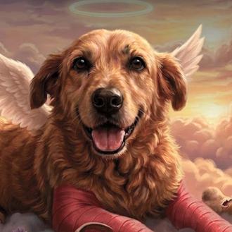 11 años y 4 meses de prisión por maltrato animal …