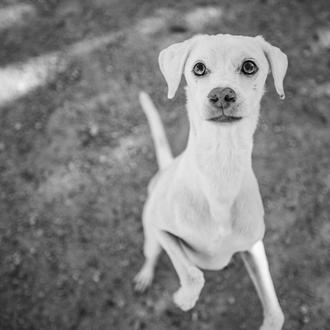 Osteoartritis canina: la importancia del diagnóstico precoz para garantizar calidad …