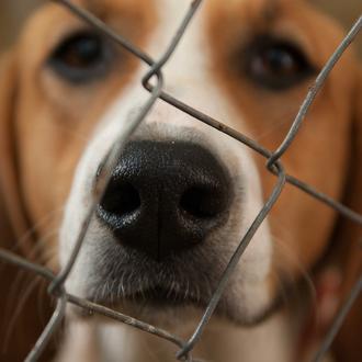 PACMA aboga por fomentar el abandono cero: algunas perreras son …