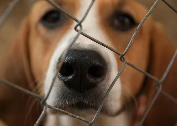 PACMA aboga por fomentar el abandono cero: algunas perreras son 