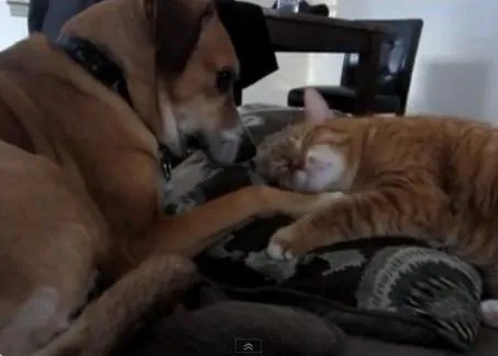 Como perros y gatos pero al revés: la amistad de Luke y Tally