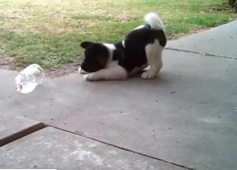 Un cachorro con ganas de jugar: el Akita y la botella