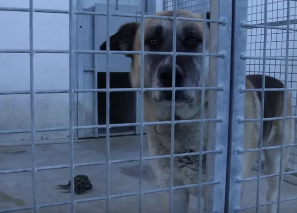 Abandono, maltrato y rescate animal: un corto documental sobre la realidad cotidiana en España