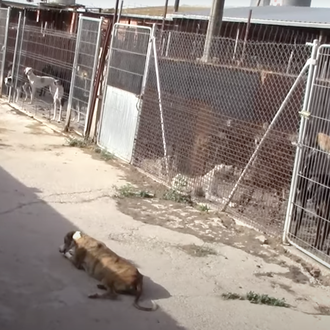 Las protectoras a cargo de cerca de 300 animales rescatados …