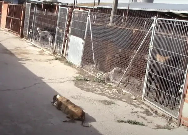 Las protectoras a cargo de cerca de 300 animales rescatados de la finca del horror en Humanes necesitan nuestra ayuda