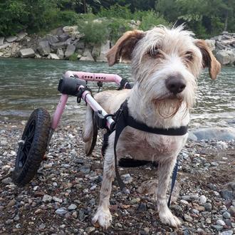 Un futuro para los perros que más lo necesitan: una …