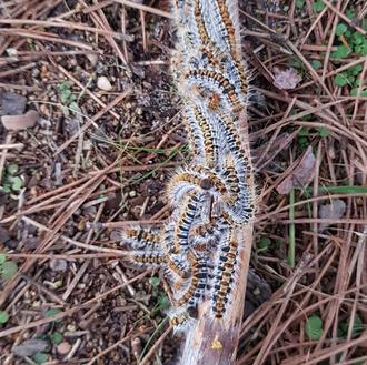 Enero 2020: ya han llegado las primeras alertas por oruga …